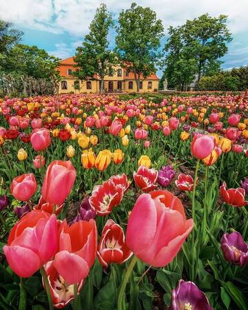 Фотографии Отель Liepupe Manor г. Liepupe (Латвия) №3 Фото Отель Liepupe Manor г. Liepupe 3